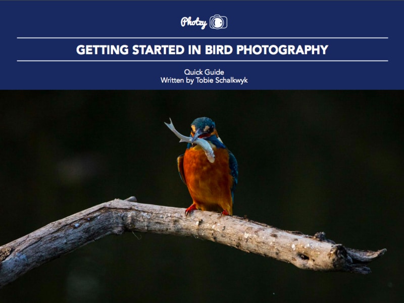 Getting Started in Bird Photography