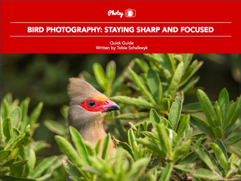 Bird Photography: Staying Sharp and Focused