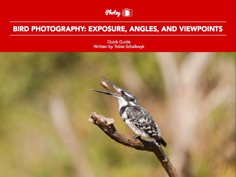 Bird Photography: Exposure, Angles, and Viewpoints