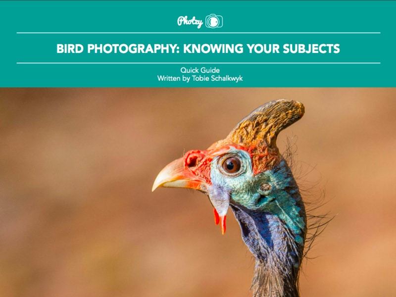 Bird Photography: Knowing Your Subjects