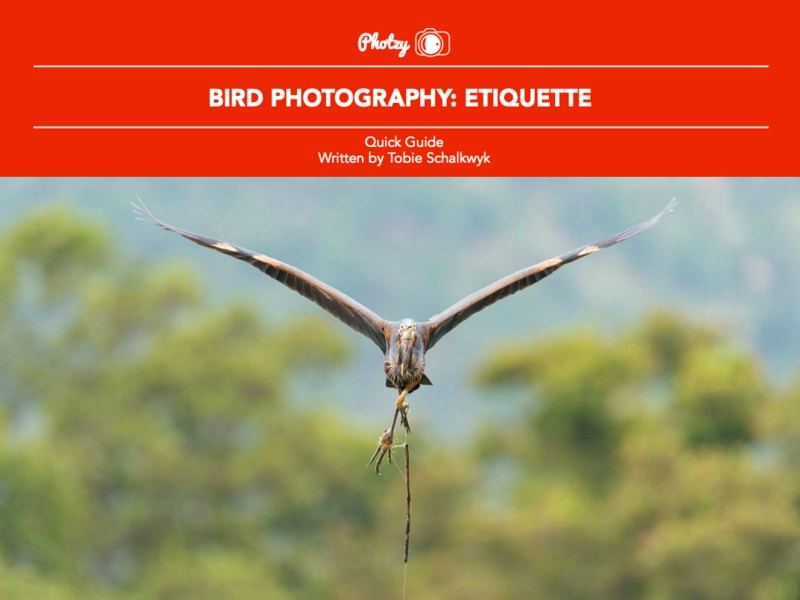 Bird Photography: Etiquette - Free Quick Guide