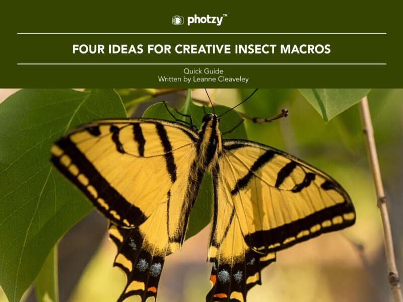 Four Ideas for Creative Insect Macros - Free Quick Guide
